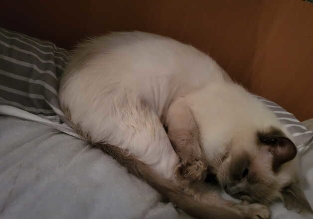 Meg ragdoll cat for sale in Peterborough, Cambridgeshire - Image 2