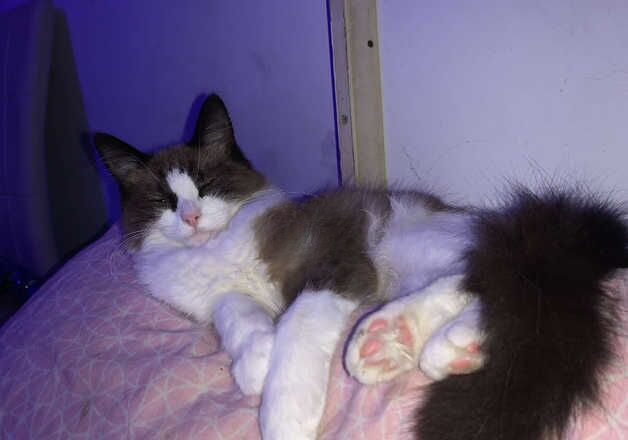 Mink ragdoll - microchipped for sale in Eastleigh, Hampshire