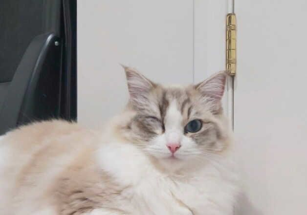 NEEDED: MALE RAGDOLL STUD TO BUY!! for sale in London, City of London, Greater London