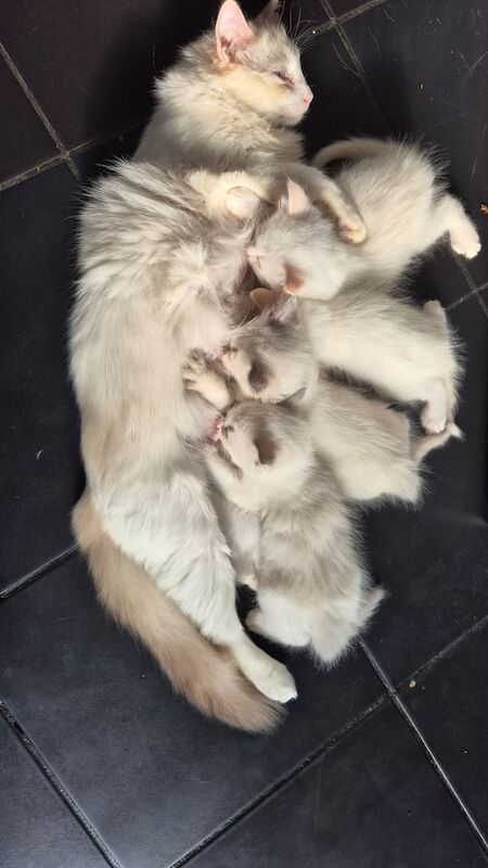 Only two male kittens left for sale in Luton, Bedfordshire