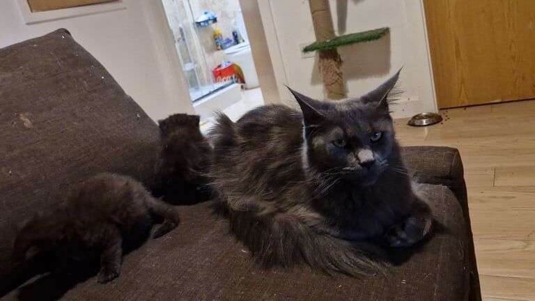 Pedigree Maine Coon x Pedigree Ragdoll for sale in Wollaton, Nottinghamshire