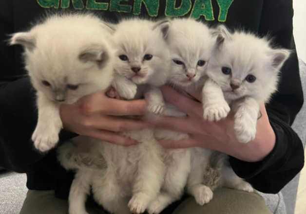 Pedigree Ragdoll Kittens for sale in Liverpool, Merseyside