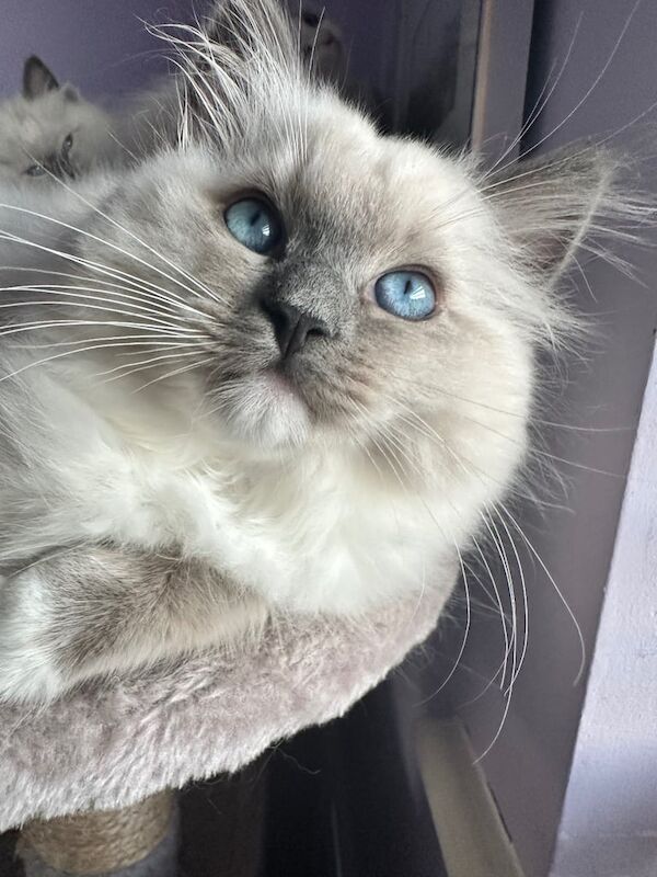 Pure Ragdoll kittens for sale in Loughton, Essex