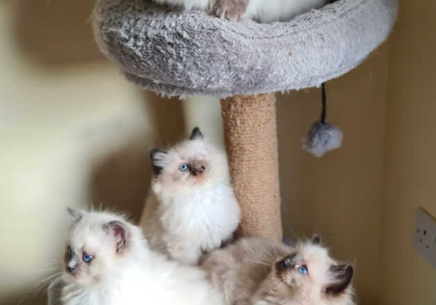 Pure Ragdoll kittens 8 weeks old for sale in Fraserburgh, Aberdeenshire - Image 2