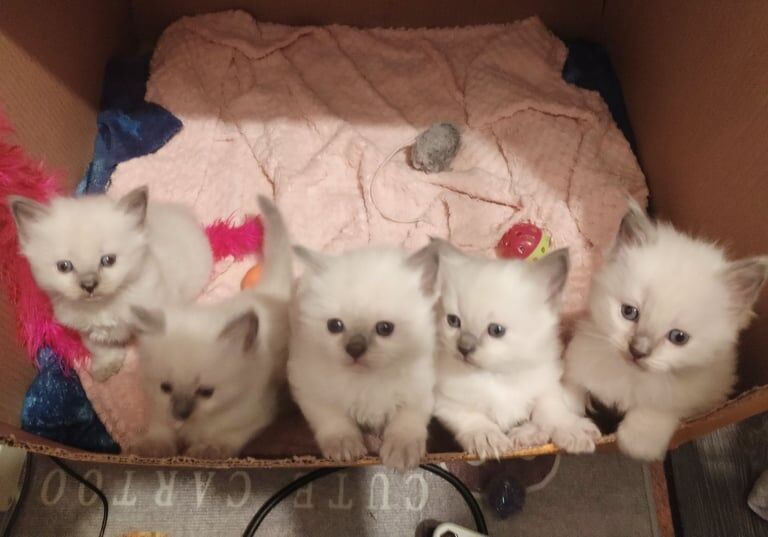 💞Pure Ragdoll Kittens are looking for loving home💞 for sale in Cameron, Fife