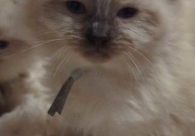 Pure ragdoll kittens for sale in Aviemore, Highland