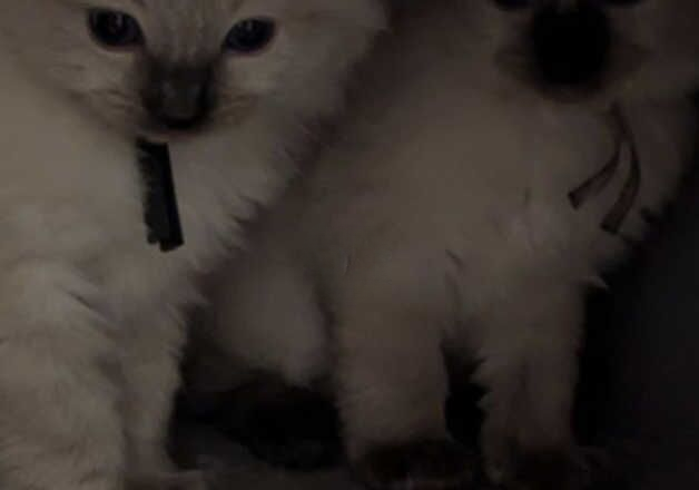 Pure ragdoll kittens for sale in Aviemore, Highland - Image 2