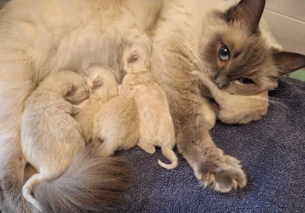 Pure Ragdoll kittens for sale in St Helens, Merseyside