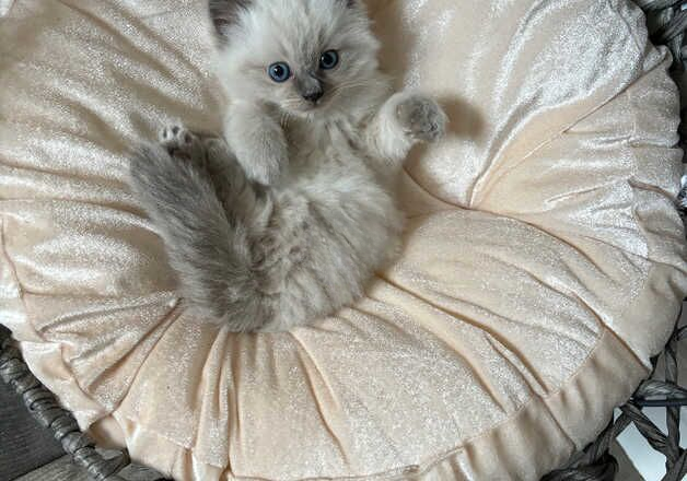 Purebred bluepoint ragdoll kitten for sale in Rotherham, South Yorkshire