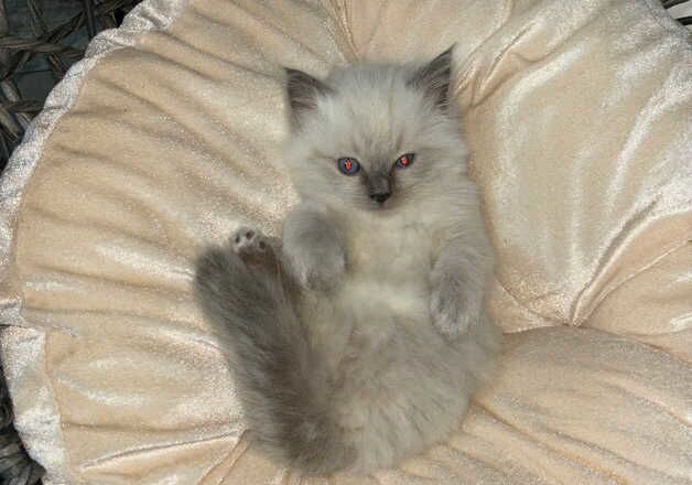 Purebred bluepoint ragdoll kitten for sale in Rotherham, South Yorkshire - Image 3