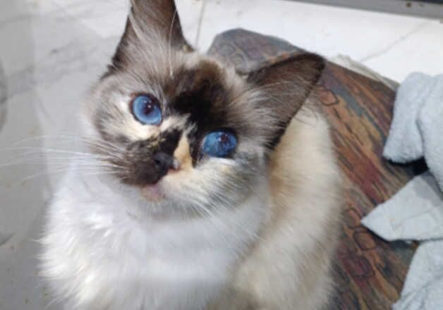 Rag doll adult cats for sale in Hounslow, Hounslow, Greater London