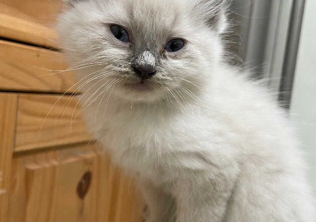 Rag doll kittens and adults seal point bread cats for sale in Birmingham, West Midlands