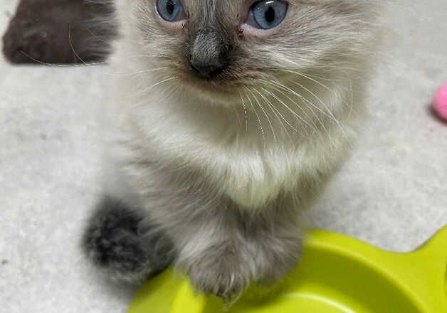 Rag doll kittens and adults seal point bread cats for sale in Birmingham, West Midlands - Image 2