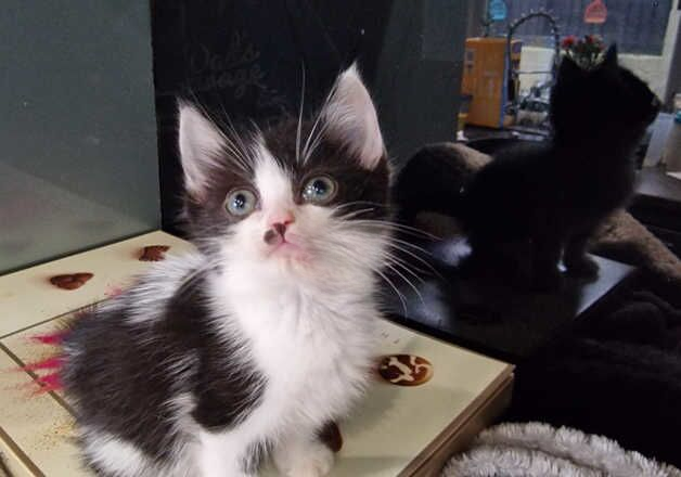 Ragdol x domestic shorthair for sale in Newcastle, Down - Image 2