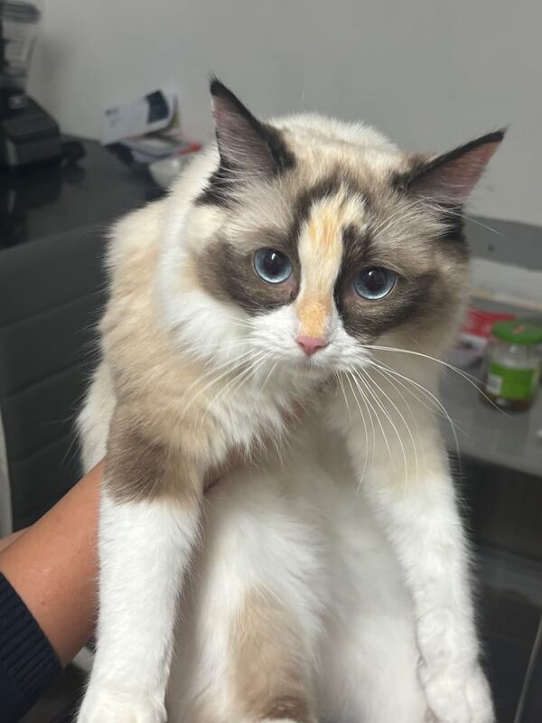 Ragdoll for sale in Blackpool, Lancashire