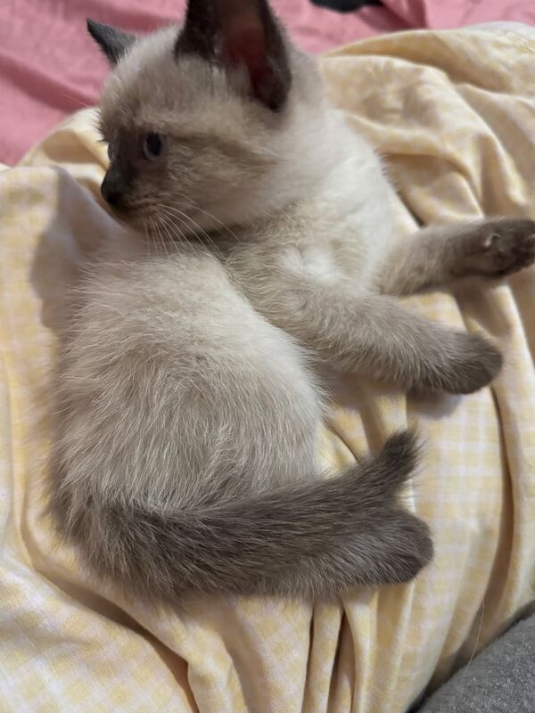 Ragdoll for sale in Crawley, West Sussex