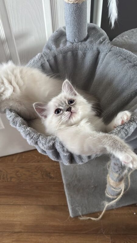 Ragdoll blue lynx kittens for sale in Kirkintilloch, Dunbartonshire