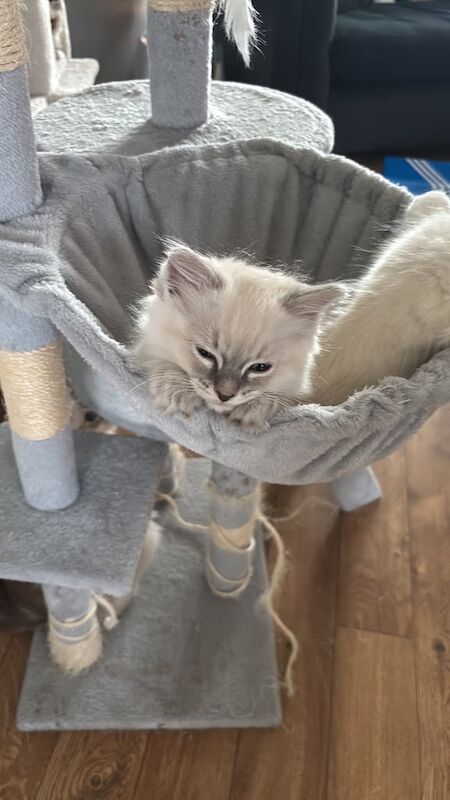 Ragdoll blue lynx kittens for sale in Kirkintilloch, Dunbartonshire - Image 2