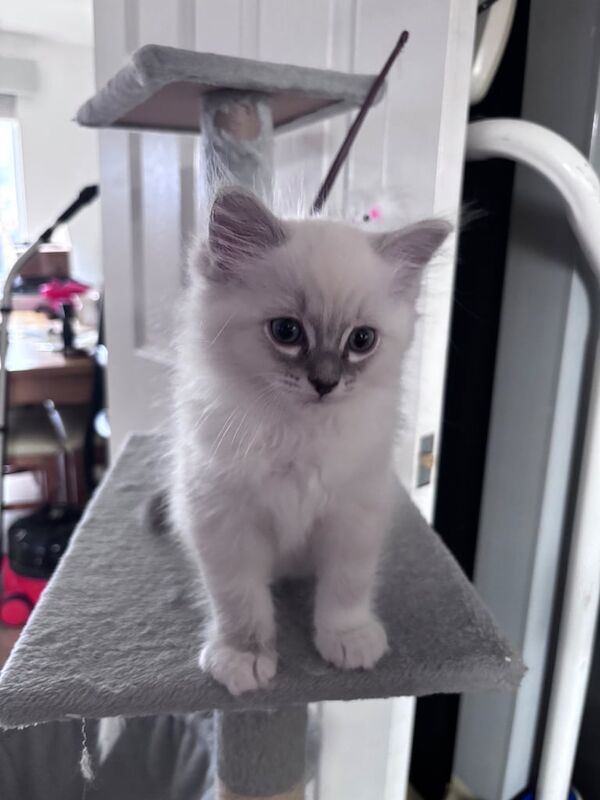 Ragdoll blue lynx kittens for sale in Kirkintilloch, Dunbartonshire - Image 3