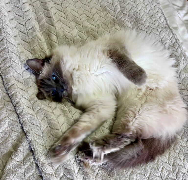 Ragdoll blue point pet cat ..super friendly lap cat for sale in Kirkcaldy, Fife - Image 1