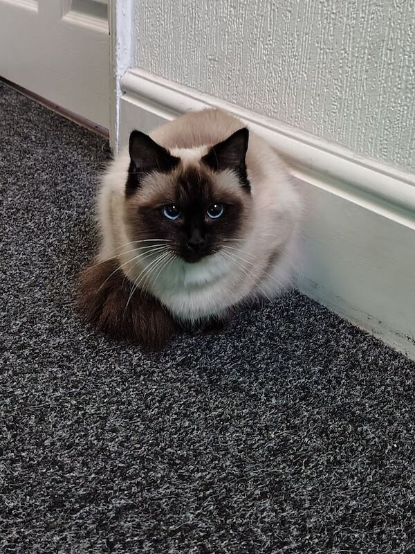 Ragdoll cat for sale in Moston, Greater Manchester