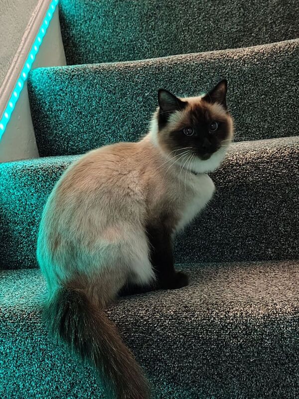 Ragdoll cat for sale in Moston, Greater Manchester - Image 2