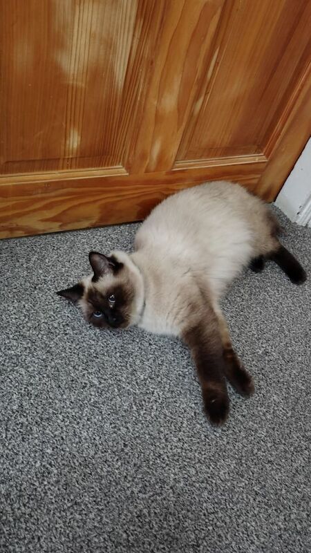 Ragdoll cat for sale in Moston, Greater Manchester - Image 3