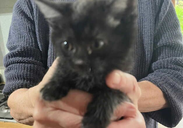 Ragdoll cross kittens available for sale in Lampeter/Llanbedr Pont Stefan, Ceredigion