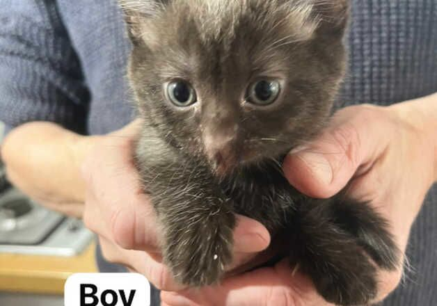 Ragdoll cross kittens available for sale in Lampeter/Llanbedr Pont Stefan, Ceredigion - Image 2