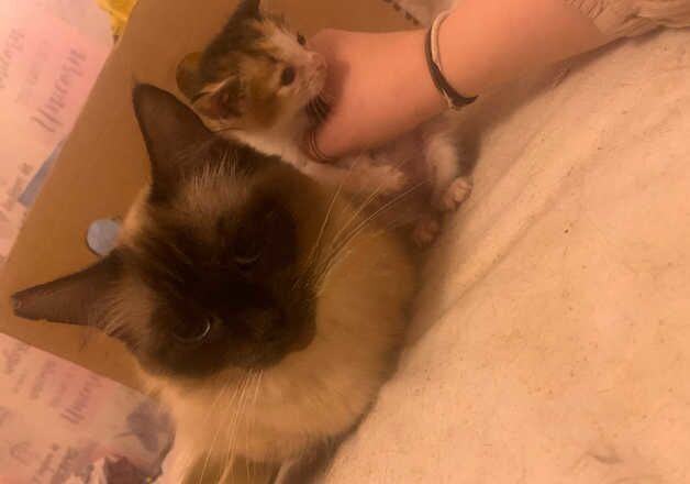 Ragdoll female kitten left for sale in Bradford, West Yorkshire