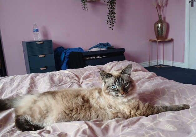 Ragdoll for sale in Worcester, Worcestershire