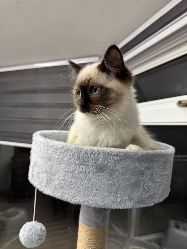 Ragdoll kitten for sale in Newton Mearns, Renfrewshire