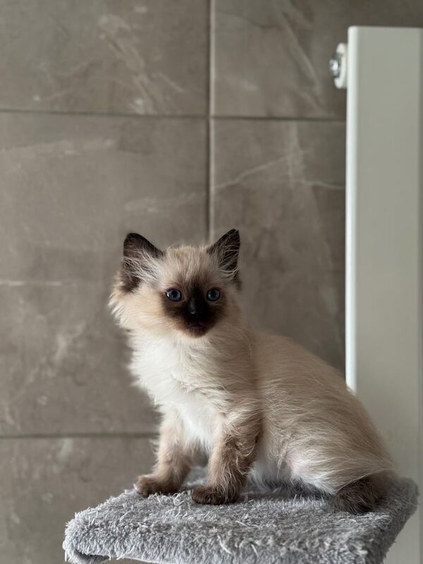 Ragdoll kitten for sale in Reddish, Greater Manchester