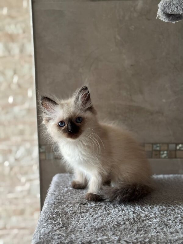 Ragdoll kitten for sale in Reddish, Greater Manchester - Image 2