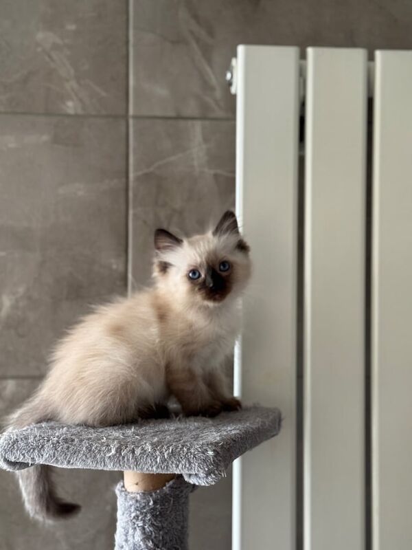 Ragdoll kitten for sale in Reddish, Greater Manchester - Image 3