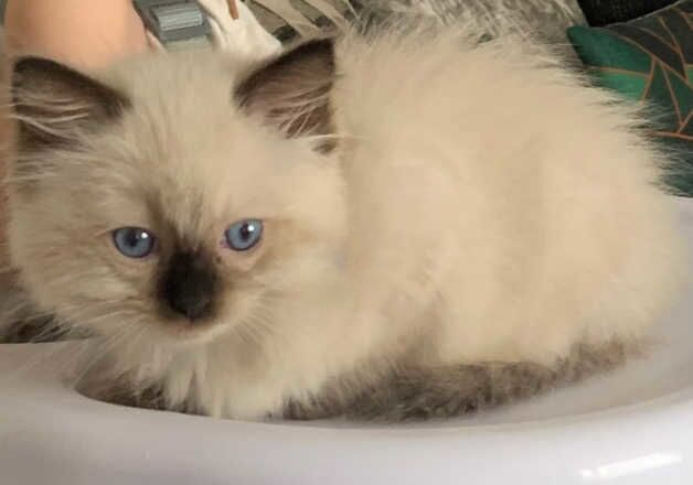 Ragdoll kitten for sale in Cardiff/Caerdydd, Cardiff