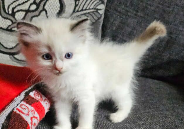 Ragdoll kitten for sale in Wisbech, Cambridgeshire