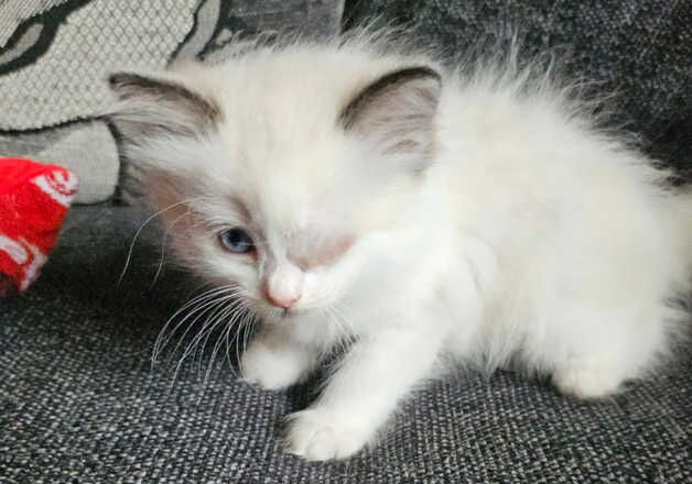 Ragdoll kitten for sale in Wisbech, Cambridgeshire - Image 2