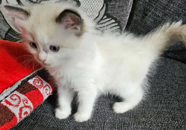 Ragdoll kitten for sale in Wisbech, Cambridgeshire - Image 3