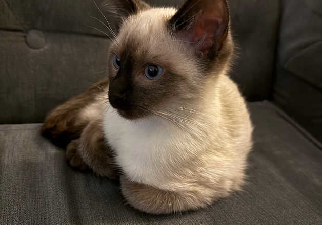 Ragdoll kitten Vaccinated & Microchipped for sale in Burton upon Trent, Staffordshire