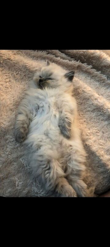 Ragdoll kittens for sale in Putney, Greater London