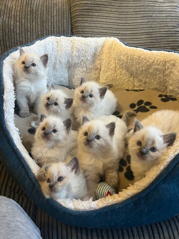 Ragdoll kittens for sale in Bolton, Greater Manchester