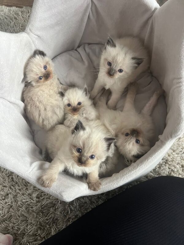 Ragdoll kittens for sale in Coleraine, County Londonderry