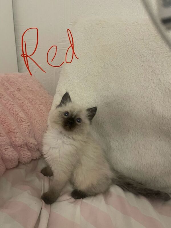 Ragdoll kittens for sale in Dundee, City of Dundee