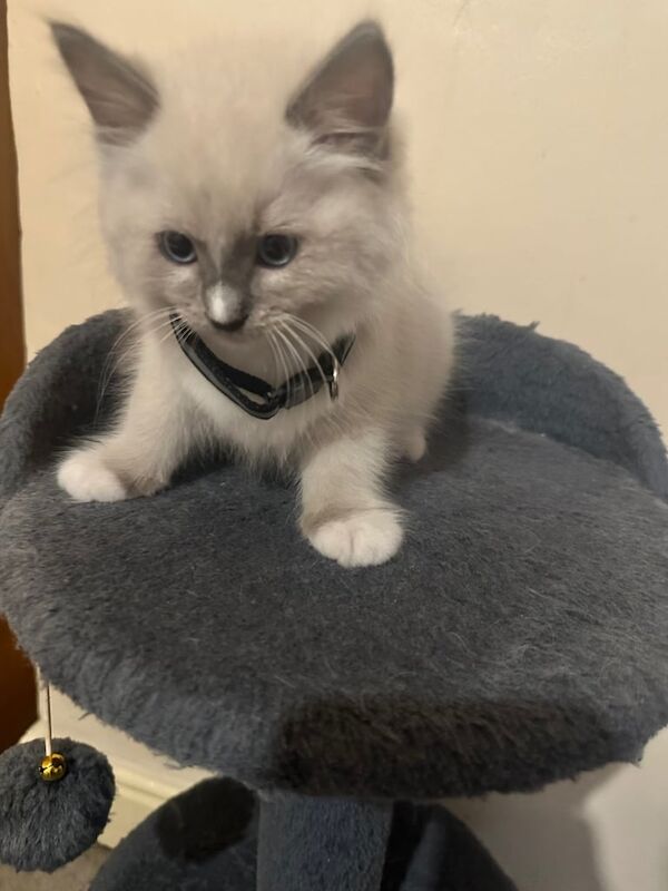 🔝🔝 Ragdoll kittens for sale in Leeds, West Yorkshire