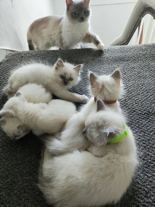 Ragdoll kittens for sale in Irvine, Ayrshire and Arran