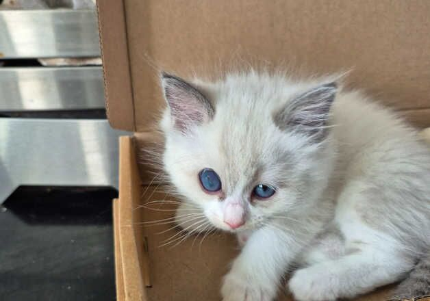 Ragdoll kittens 8 weeks old for sale in Stockton-on-Tees, County Durham