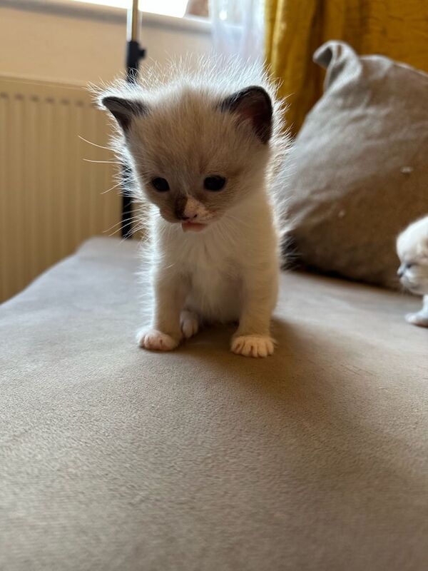 Ragdoll Kittens for sale in Newcastle upon Tyne, Tyne and Wear