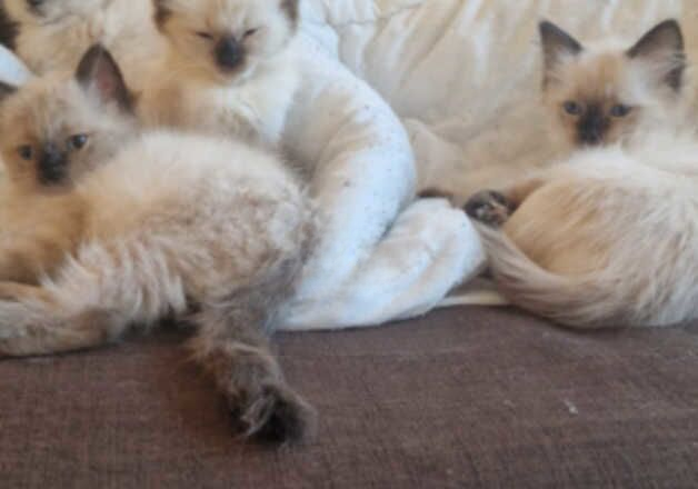 Ragdoll kittens for sale in Nottingham, Nottinghamshire