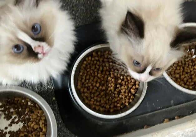 Ragdoll kittens for sale in Exeter, Devon